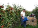 appels plukken met plukemmer